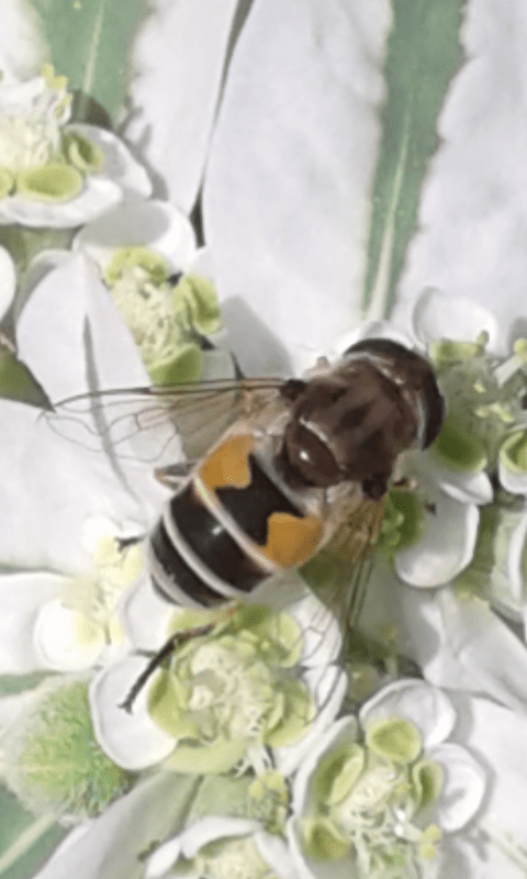 Syrphidae : Eristalis sp.?